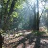 Ludwigsfelde Genshagener Busch Natura Trail Waldweg
