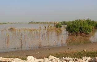 Mangrovenpflanzung an der Meeresküste Senegals