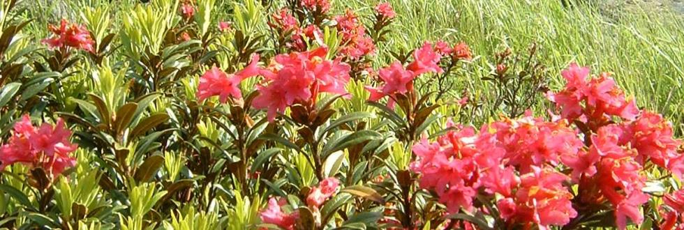 Blühende Alpenrosen Blühende Alpenrosen